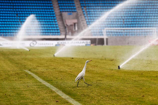 Bilder des Jahres 2021, Sport 04 April Sport Themen der Woche KW13 Sport Bilder des Tages Futbol, Deportes Iquique vs Coquimbo Unido. Primera fecha, Campeonato Nacional Primera B 2021. Una ave somete a la cancha durante el partido de primera B entre Deportes Iquique y Coquimbo Unido disputado en el estadio Tierra de Campeones. Iquique, Chile. 04 04 2021 Alex Diaz Photosport********** Deportes Iquique vs Coquimbo Unido, Campeonato Nacional Primera B 2021.