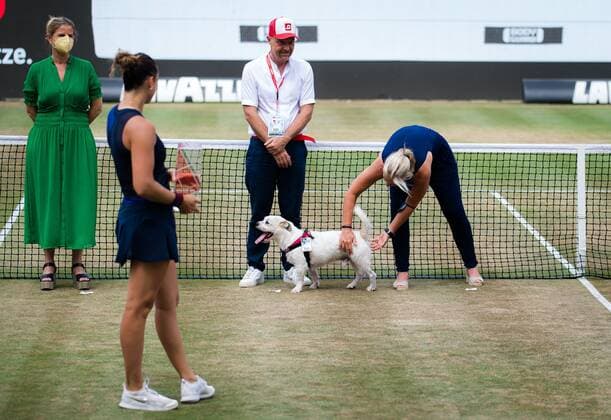 Mandatory Credit: Photo by Rob Prange Shutterstock (12072943q) Barbara Rittners Dog during the trophy ceremony after the doubles final of the 2021 bett1open WTA, Tennis Damen 500 tennis tournament bett1open Tournament, Tennis, Berlin, Germany - 20 Jun 2021 bett1open Tournament, Tennis, Berlin, Germany - 20 Jun 2021  Copyright: xRobxPrange Shutterstockx 12072943q