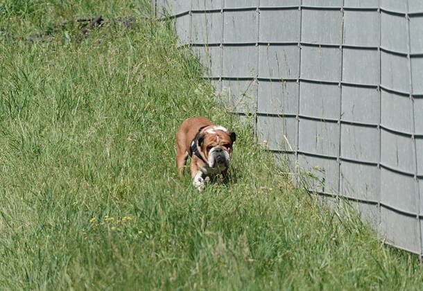Formula 1 BWT Grand Prix of Styria 2021 26 06 2021, Red Bull Ring , Spielberg, Formula 1 BWT Grand Prix of Styria 2021 , in the picture Roscoe, the dog of Lewis Hamilton GBR 44 , Mercedes AMG Petronas Formula One Team nordphotoxGmbHx xBratic nph00250