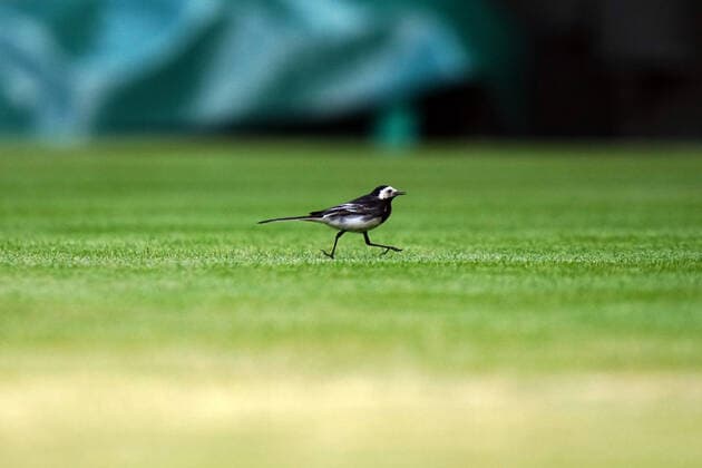 Mandatory Credit: Photo by Shutterstock (12193045w) A Pied Wagtail bird on Centre Court Wimbledon Tennis Championships, Day 5, The All England Lawn Tennis and Croquet Club, London, UK - 02 Jul 2021 Wimbledon Tennis Championships, Day 5, The All England Lawn Tennis and Croquet Club, London, UK - 02 Jul 2021  Copyright: xShutterstockx 12193045w