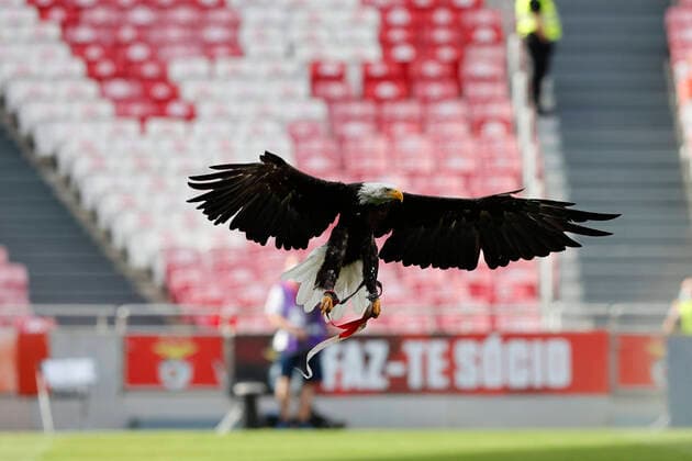 Sport Bilder des Tages SL Benfica V Arouca FC - Liga BWIN SL Benfica™s mascot, the Eagle Vitoria, in the regular appearance before the match for Liga BWIN between SL Benfica and Arouca FC, at Estadio da Luz, Lisboa, Portugal, 14, August, 2021 Lisbon Portugal rico-slbenfic210814_npZqj  Copyright: xJoaoxRicox