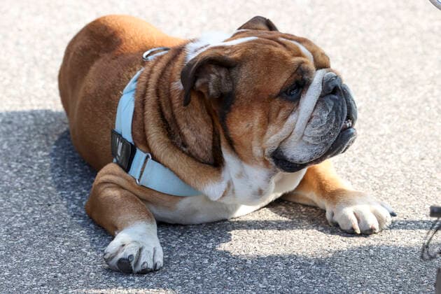 Dog Roscoe, F1 Grand Prix of Italy at Autodromo Nazionale Monza on September 9, 2021 in Monza, Italy Photo by HOCH ZWEI Monza Italy