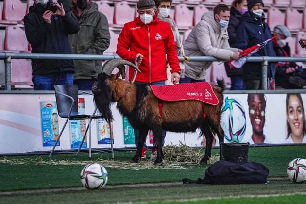 Cologne, Germany, February 13th 1. FC Koeln mascot Hennes IX prior to the Flyeralarm Frauen-Bundesliga 2021 2022 match between 1. FC Koeln and Eintracht Frankfurt at Franz-Kremer-Stadium in Cologne, Germany. Norina Toenges Sports Press Phot 1. FC Koeln v Eintracht Frankfurt - Flyeralarm Frauen-Bundesliga 2021 2022 - Franz-Kremer-Stadium 