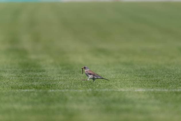 Sport Bilder des Tages Willstaett, Germany, May 8th 2022: A bird finds a meal on the pitch during halftime of the FLYERALARM Frauen-Bundesliga game between SC Sand and 1. FC Koeln at Adams Arena in Willstaett, Germany Dan O Connor SPP FLYERALARM Frauen-Bundesliga - SC Sand v 1. FC Koeln - Adams Arena 
