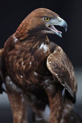 Attila the Eintracht eagle had to stay at home with the fans, fans at pubic viewing, emotions from the fans who stayed at home, final Europa League 2022, Waldstadion Frankfurt, Deutsche Bank Park, emotions, public LIVE broadcast , Glasgow Rangers Eintracht Frankfurt , football, UEFA Euro League Final, season 2021 2022, final, 18 05 2021, final UEFA Cup 2022, European Cup competition for club teams, European Cup competition, European Cup 2022