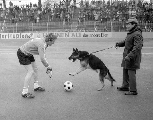 Fortuna Düsseldorf - FC Bayern München 15.01.1977 Spaßvogel Sepp Maier (Bayern) spielt mit dem Hund eines Ordners. Editorial use only ! nur fuer journalistische Zwecke ! *** Fortuna Düsseldorf FC Bayern Munich 15 01 1977 Joker Sepp Maier Bayern plays with a folders dog Editorial use only for journalistic purposes HM