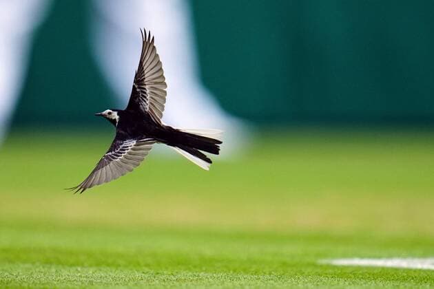 Sport Bilder des Tages Mandatory Credit: Photo by Javier Garcia Shutterstock (13012862cw) A wagtail bird on Centre Court Wimbledon Tennis Championships, Day 8, The All England Lawn Tennis and Croquet Club, London, UK - 04 Jul 2022 Wimbledon Tennis Championships, Day 8, The All England Lawn Tennis and Croquet Club, London, UK - 04 Jul 2022  Copyright: xJavierxGarcia Shutterstockx 13012862cw
