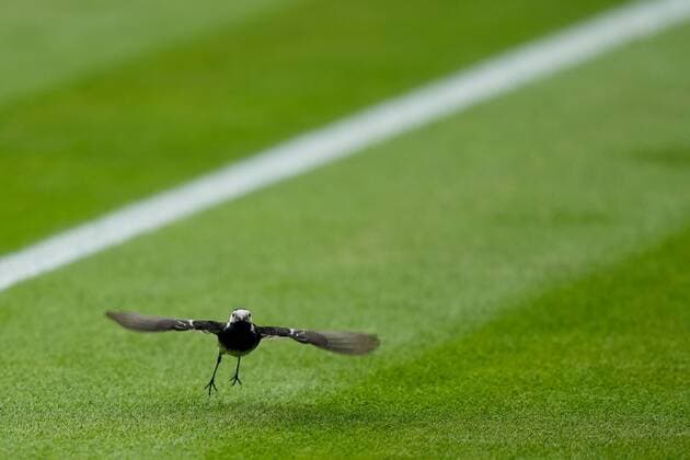 Mandatory Credit: Photo by Dave Shopland Shutterstock (13012860dn) A bird on Centre Court Wimbledon Tennis Championships, Day 8, The All England Lawn Tennis and Croquet Club, London, UK - 04 Jul 2022 Wimbledon Tennis Championships, Day 8, The All England Lawn Tennis and Croquet Club, London, UK - 04 Jul 2022  Copyright: xDavexShopland Shutterstockx 13012860dn