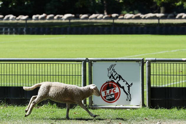 Sport Themen der Woche KW30 Sport Bilder des Tages 1. FC Köln 1. FC Köln, Training, weidendes Schaf am Trainingsgelände, 28.07.2022, Bild: *** 1 FC Cologne 1 FC Cologne, training, grazing sheep at training ground, 28 07 2022, image.