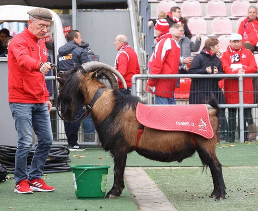 The mascot may not be missing Hennes IX, 1 FC Koeln vs VfL Wolfsburg, Football, Flyeralarm Womens Bundesliga, Matchday 8, 27 11 2022, DFL REGULATES PROHIBIT ANY USE OF PHOTOGRAPHS AS IMAGE SEQUENCES AND OR QUASI VIDEO, 1 FC Koeln vs VfL Wolfsburg, Football, Flyeralarm Womens Bundesliga, Matchday 8, 27 11 2022 Koeln Copyright: xJoergxNiebergall Eibner-Pressefox EP_JNL