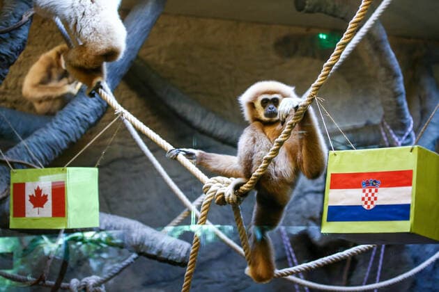 FIFA World Cup 2022, Croatia - Canada, World Cup Oracle Gibbon Kent