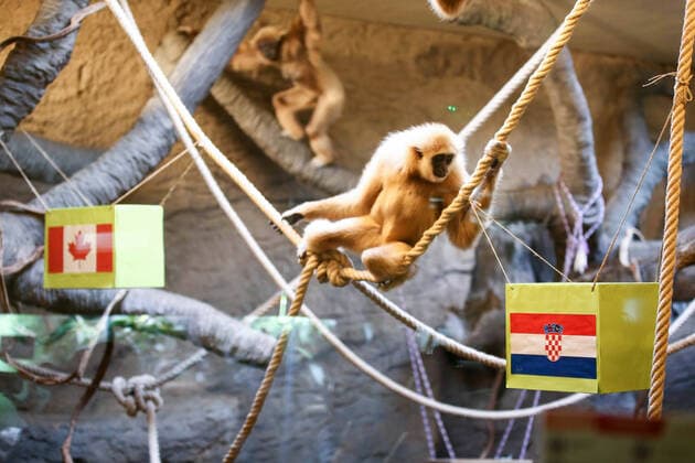 PXL_Gibbon chose winner at Qatar Gibbon Kent chose the winner of the World Cup match between Croatia and Canada, in his enclosure at the Zagreb Zoo, in Zagreb, Croatia, on November 27, 2022, TomislavxMiletic PIXSELL