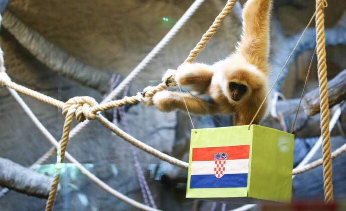 Sport Bilder des Tages PXL_Gibbon chose winner at Qatar Gibbon Kent chose the winner of the World Cup match between Croatia and Canada, in his enclosure at the Zagreb Zoo, in Zagreb, Croatia, on November 27, 2022, TomislavxMiletic PIXSELL