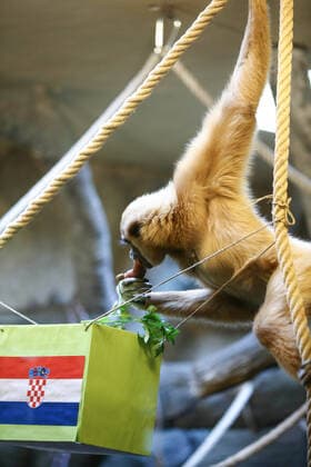 PXL_Gibbon chose winner at Qatar Gibbon Kent chose the winner of the World Cup match between Croatia and Canada, in his enclosure at the Zagreb Zoo, in Zagreb, Croatia, on November 27, 2022, TomislavxMiletic PIXSELL