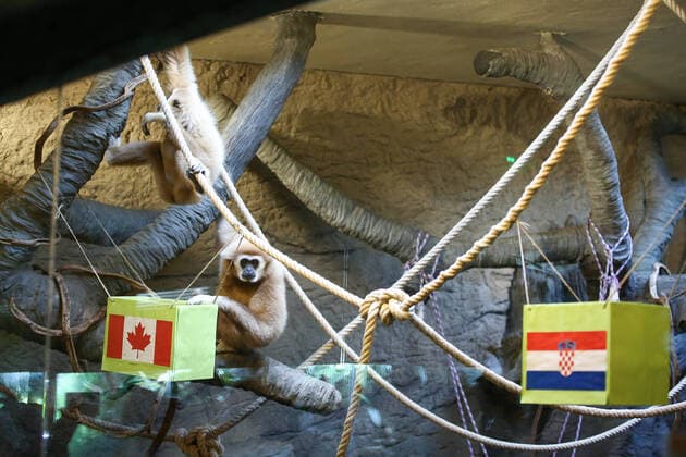 PXL_Gibbon chose winner at Qatar Gibbon Kent chose the winner of the World Cup match between Croatia and Canada, in his enclosure at the Zagreb Zoo, in Zagreb, Croatia, on November 27, 2022, TomislavxMiletic PIXSELL