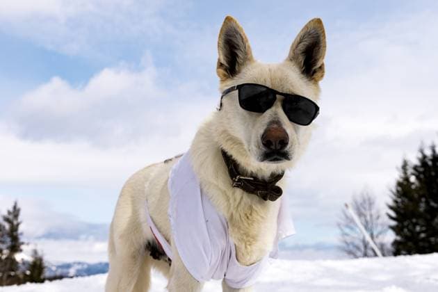 Sport Themen der Woche KW07 FREE STYLE - FIS SX and SB World Championships Bakuriani 2023 BAKURIANI,GEORGIA,18.FEB.23 - FREESTYLE SKIING,SNOWBOARD - FIS SX and SB World Championships, preview. Image shows a rescue dog.  GEPAxpictures xMaticxKlansek