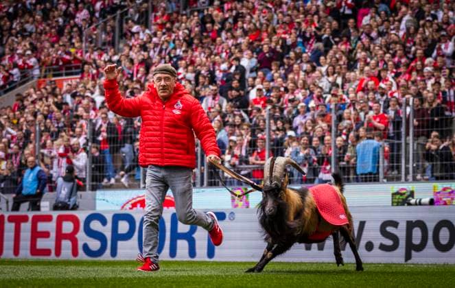 Cologne, Germany 23rd Apr, 2023 billy goat Hennes IX with supervisor Ingo Reipka women Bundesliga 1 FC Köln Eintracht Frankfurt 23 04 2023