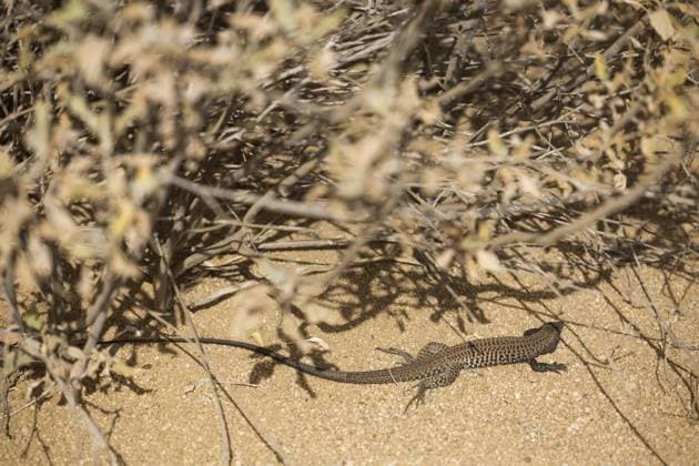 Lezard during the Stage 2 of the Sonora Rally 2023, 3rd round of the 2023 World Rally-Raid Championship, between Hermosillo and Penasco on April 25th, 2023 in Penasco, Mexico - AUTO - W2RC - SONORA RALLY 2023 DPPI Panoramic  05323003__DE_7231