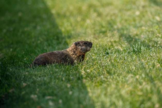 Groundhog watching F1 cars during the Formula 1 Pirelli Grand Prix du Canada, 8th round of the 2023 Formula One World Championship, WM, Weltmeisterschaft from June 16 to 18, 2023 on the Circuit Gilles Villeneuve, in MontrÃ al, Canada - F1 - CANADIAN GRAND PRIX 2023 DPPI Panoramic  00123020__R3_1348