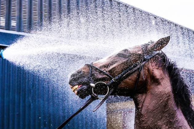 Sport Themen der Woche KW24 Sport Bilder des Tages John ˜Shark™ Hanlon Opening Morning Yard Visit, Muine Bheag, Carlow 17 6 2023 Over 800 racing fans enjoyed a behind the scenes tour of racehorse trainer John ˜Shark™ Hanlon™s yard in Muine Bheag, County Carlow (17.06.23). One of a series of opening mornings taking place throughout the summer in conjunction with Horse Racing Ireland™s Ownership Division. For more open morning dates and to register please visit www.racehorseownership.ie openmorning Horse Leroy receives a cool down during the Open Morning Leroy receives a cool down during the Open Morning 17 6 2023  Copyright: x INPHO TomxMaherx BRTB4325