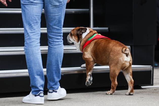 Roscoe, dog of HAMILTON Lewis (gbr), Mercedes AMG F1 Team W13, portrait during the 2023 Formula 1 Aramco British Grand Prix, 10th round of the 2023 Formula One World Championship, WM, Weltmeisterschaft from July 7 to 9, 2023 on the Silverstone Circuit, in Silverstone, United Kingdom - F1 - BRITISH GRAND PRIX 2023 DPPI Panoramic  00123024_AV6_0529 