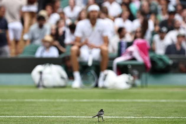 A little bird watches Alexander Zverev, GER, during third round of 2023 All England Lawn Tennis Championships at Wimbledon, gentlemens singles, London, 08 07 2023