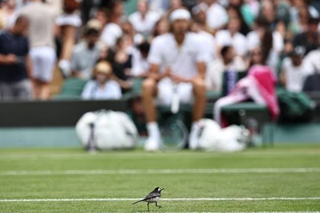 A little bird watches Alexander Zverev, GER, during third round of 2023 All England Lawn Tennis Championships at Wimbledon, gentlemens singles, London, 08 07 2023