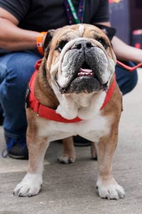 FORMULA 1 ARAMCO BRITISH GRAND PRIX 2023, 09 07 2023 Roscoe , dog of Lewis Hamilton 44 (GBR), Mercedes AMG Petronas W14 during the FORMULA 1 ARAMCO BRITISH GRAND PRIX 2023 at Silverstone Circuit, Silverstone, United Kingdom on 9 July 2023 Editorial Use Only Copyright: xEleanorxHoadx ESM-0747-0013