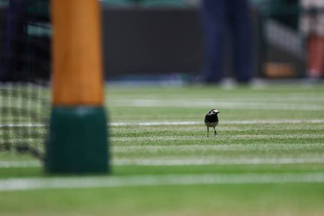 Sport Bilder des Tages 11th July 2023; All England Lawn Tennis and Croquet Club, London, England: Wimbledon Tennis Tournament; White wagtail bird lands on the court inside Court One due to break in play for the roof to close  ActionPlus12530175 JohnxPatrickxFletcher