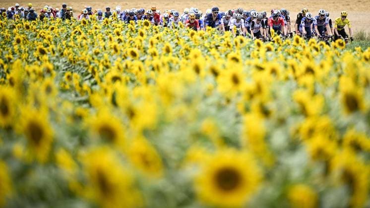 Sport Bilder des Tages Danish Jonas Vingegaard of Jumbo-Visma wearing the yellow jersey and passing a field of sunflowers during stage 11 of the Tour de France cycling race, from Clermont-Ferrand to Moulins (179,8 km), France, Wednesday 12 July 2023. This year s Tour de France takes place from 01 to 23 July 2023. JASPERxJACOBS  x70504780x