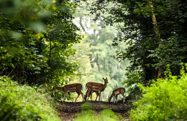 2023 KPMG Women s Irish Open, Dromoland Castle, Clare 2 9 2023 A view of deer near the 7th tee-box A view of deer near the 7th tee-box 2 9 2023  Copyright: x INPHO BenxBradyx BST_7969