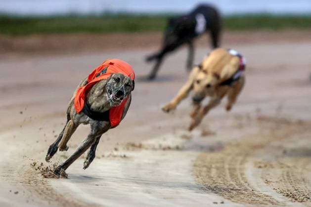 Bilder des Jahres 2023, Sport 09 September Bilder des Jahres 2023, Sport 09 September Sport Bilder des Tages 2023 Boylesports Irish Greyhound Derby, Shelbourne Park, Dublin 2 9 2023 Boylesports Money Back As A Free Bet If 2nd Open 350 Road Exile on it™s way to winning the race Road Exile on it™s way to winning the race 2 9 2023  Copyright: x INPHO LaszloxGeczox LG_00212