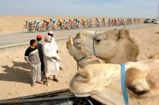 Cycling : Tour Qatar 2006 Stage 1 Cycling : Tour Qatar 2006 Stage 1 Illustration Illustratie Landscape Paysage Landschap Peleton Peloton Camel Chameau Kameel Khalifa Stadium - Al Khor Corniche (131,5) Etape Rit Al Khor Corniche Qatar  Copyright: xTimxDexWaelex 199351