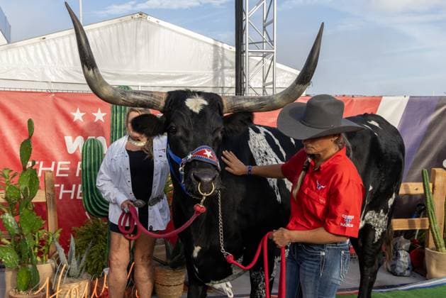 AUSTIN, TX - OCTOBER 22: a longhorn steer named Tex from Cross T Ranch is displayed outside of the paddock entrance before the Formula 1 Lenovo United States Grand Prix on October 22, 2023, at Circuit of The Americas in Austin, Texas. (Photo by David Buono Icon Sportswire) AUTO: OCT 22 F1 United States Grand Prix EDITORIAL USE ONLY Icon2310220071