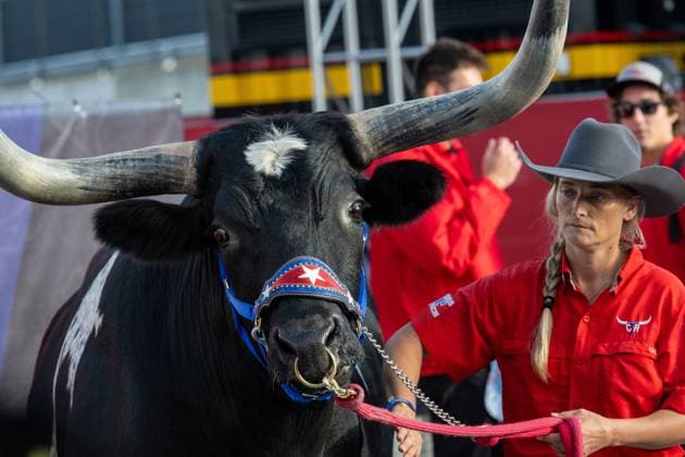AUSTIN, TX - OCTOBER 22: a longhorn steer named Tex from Cross T Ranch visits drivers as they walk into the paddock before the Formula 1 Lenovo United States Grand Prix on October 22, 2023, at Circuit of The Americas in Austin, Texas. (Photo by David Buono Icon Sportswire) AUTO: OCT 22 F1 United States Grand Prix EDITORIAL USE ONLY Icon2310220341