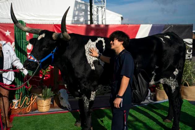 Japanese Formula One driver Yuki Tsunoda of Scuderia AlphaTauri poses for a photo with a longhorn steer as he arrives to the Circuit of the Americas in Austin, Texas, on Sunday, October 22, 2023.  QUS20231022214 GREGxNASH
