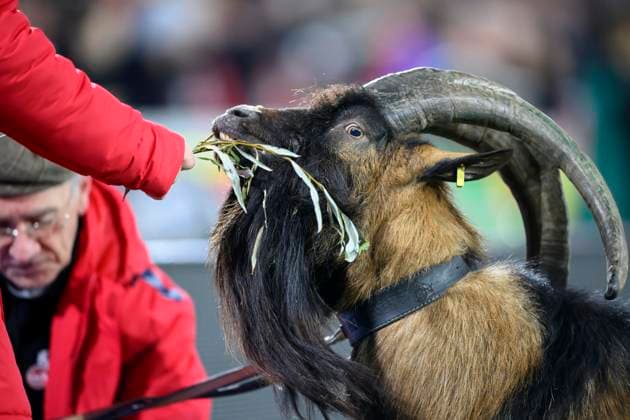 Feature, Mascot Hennes der IX, der Neunte, Geissbock Fussball 1 Bundesliga, 12 Spieltag, 1 FC Koeln K FC Bayern Muenchen M 0 1, am 24 11 2023 in Koeln Germany DFL regulations prohibit any use of photographs as image sequences and or quasi video Â