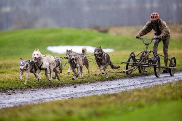 Sport Themen der Woche KW49 Sport Bilder des Tages 10.12.2023, GER, Schlittenhundesport, Weltmeisterschaft, Maenner Frauen, Saison 23 24, WSA-Dryland-Schlittenhunde-WM 2023 Vom 8. bis 10. Dezember ist Muehlberg stolzer Gastgeber der WSA-Dryland-Weltmeisterschaften für reinrassige Nordische Schlittenhunde. Es gingen ca. 230 Gespanne an den Start. 99869 Muehlberg Landgemeinde D Drei Gleichen Golf-Golfresort Gu Thueringen Deutschland *** 10 12 2023, GER, sled dog sport, world championship, men women, season 23 24, WSA Dryland Sled Dog World Championships 2023 From December 8 to 10, Muehlberg is the proud host of the WSA Dryland World Championships for purebred Nordic sled dogs Approx. 230 teams competed 99869 Muehlberg Landgemeinde D Drei Gleichen Golf Golfresort Gu Thueringen Germany