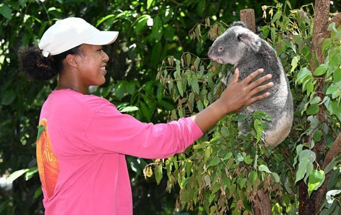 TENNIS NAOMI OSAKA BRISBANE INTERNATIONAL, Naomi Osaka is seen with Milton the Koala during a visit to Lone Pine Koala Sanctuary in Brisbane, Friday, December 29, 2023. Naomi Osaka will be playing in the Brisbane International tennis tournament after taking a long break from tennis after having her baby daughter Shai. ( NO ARCHIVING, EDITORIAL USE ONLY, NO USE IN BOOKS WITHOUT CONSENT BRISBANE QUEENSLAND AUSTRALIA  Copyright: xDARRENxENGLANDx 20231229001882856278