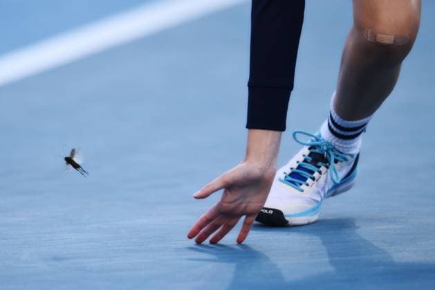 A ball kid tries to catch a bug on the court during Emma Raducanu s first round match Australian Open, Day Three, Tennis, Melbourne Park, Melbourne, Australia - 16 Jan 2024  Copyright: xJamesxGourley Shutterstockx 14297584dz