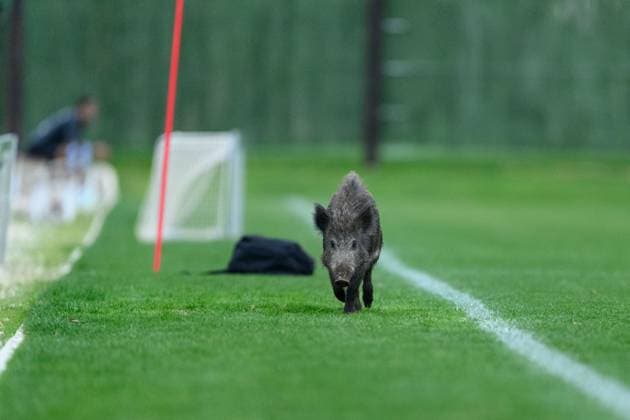 Sport Themen der Woche KW05 Sport Bilder des Tages 240129 Ett vildsvin pa träningsplanen under en träning med Häcken den 29 januari 2024 i Marbella. *** 240129 A wild boar on the training ground during a training session with Häcken on January 29, 2024 in Marbella.  Copyright: MATHILDAxAHLBERG BB240129MA207