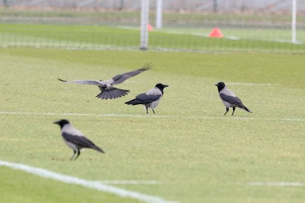 DEU, DFL, 2 FBL Hertha BSC, Training, 05 03 2024, Sportforum, Berlin, DEU, DFL, 2 FBL Hertha BSC, Training, in the picture Players come out of the dressing room late, so long the ravens have time to look for food DFL regulations prohibit any use of Photographs as image sequences and or quasi video Foto Juergen Engler nordphoto GmbH nordphotoxGmbHx xEngler nph00076