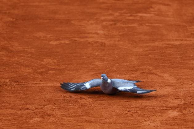 2024.06.01 Paryz Tenis French Open Roland Garros 2024 Tomas Machac - Daniil Medvedev N Z ptak na korcie Foto Pawel Andrachiewicz PressFocus 2024.06.01 Paris Tennis French Open Roland Garros 2024 Tomas Machac - Daniil Medvedev ptak na korcie Photo Pawel Andrachiewicz PressFocus NEWSPIX.PL --- Newspix.pl  20240601_PF_PA419