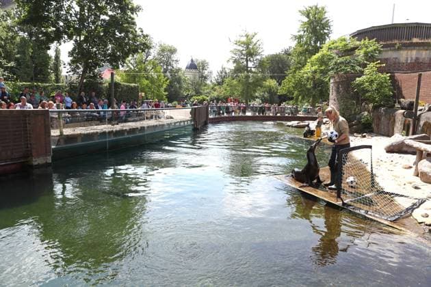 UEFA EURO 2024 seal oracle at Leipzig Zoo, 13 06 24 Animal keeper Bettina Hurgisch with seal lady Hilla Californian sea lioness seal oracle at Leipzig Zoo before the opening match between Germany and Scotland, 13 06 24 Copyright: xBEAUTIFULxSPORTS JanxKaeferx