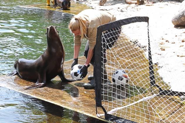 Euro 2024, seal oracle at Leipzig Zoo