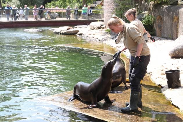 UEFA EURO 2024 seal oracle at Leipzig Zoo, 13 06 24 Animal keeper Bettina Hurgisch with seal lady Hilla Californian sea lioness seal oracle at Leipzig Zoo before the opening match between Germany and Scotland, 13 06 24 Copyright: xBEAUTIFULxSPORTS JanxKaeferx
