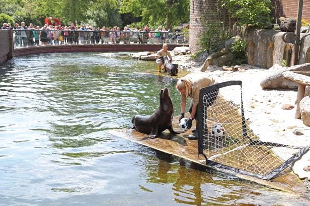 UEFA EURO 2024 seal oracle at Leipzig Zoo, 13 06 24 Animal keeper Bettina Hurgisch places the two balls in front of seal lady Hilla Californian sea lioness seal oracle at Leipzig Zoo before the opening match between Germany and Scotland, 13 06 24 Copyright: xBEAUTIFULxSPORTS JanxKaeferx