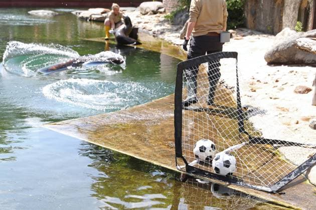 UEFA EURO 2024 Seals Oracle at Leipzig Zoo, 13 06 24 The Scotland ball rolled into the goal, the Germany ball stayed on the line Seals Oracle at Leipzig Zoo before the opening match between Germany and Scotland, 13 06 24 Copyright: xBEAUTIFULxSPORTS JanxKaeferx