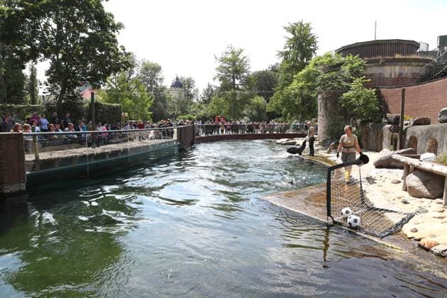 UEFA EURO 2024 Seals Oracle at Leipzig Zoo, 13 06 24 The Scotland ball rolled into the goal, the Germany ball stayed on the line Seals Oracle at Leipzig Zoo before the opening match between Germany and Scotland, 13 06 24 Copyright: xBEAUTIFULxSPORTS JanxKaeferx