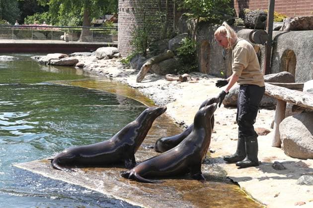 UEFA EURO 2024 seal oracle at Leipzig Zoo, 13 06 24 Animal keeper Bettina Hurgisch with three of her seals Seal oracle at Leipzig Zoo before the opening match between Germany and Scotland, 13 06 24 Copyright: xBEAUTIFULxSPORTS JanxKaeferx